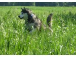 Hundehotel & Hundepension Murtal
