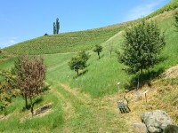 Erlebnis- Weinlehrpfad Weinbauschule Silberberg